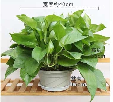 集赞绿萝免费领